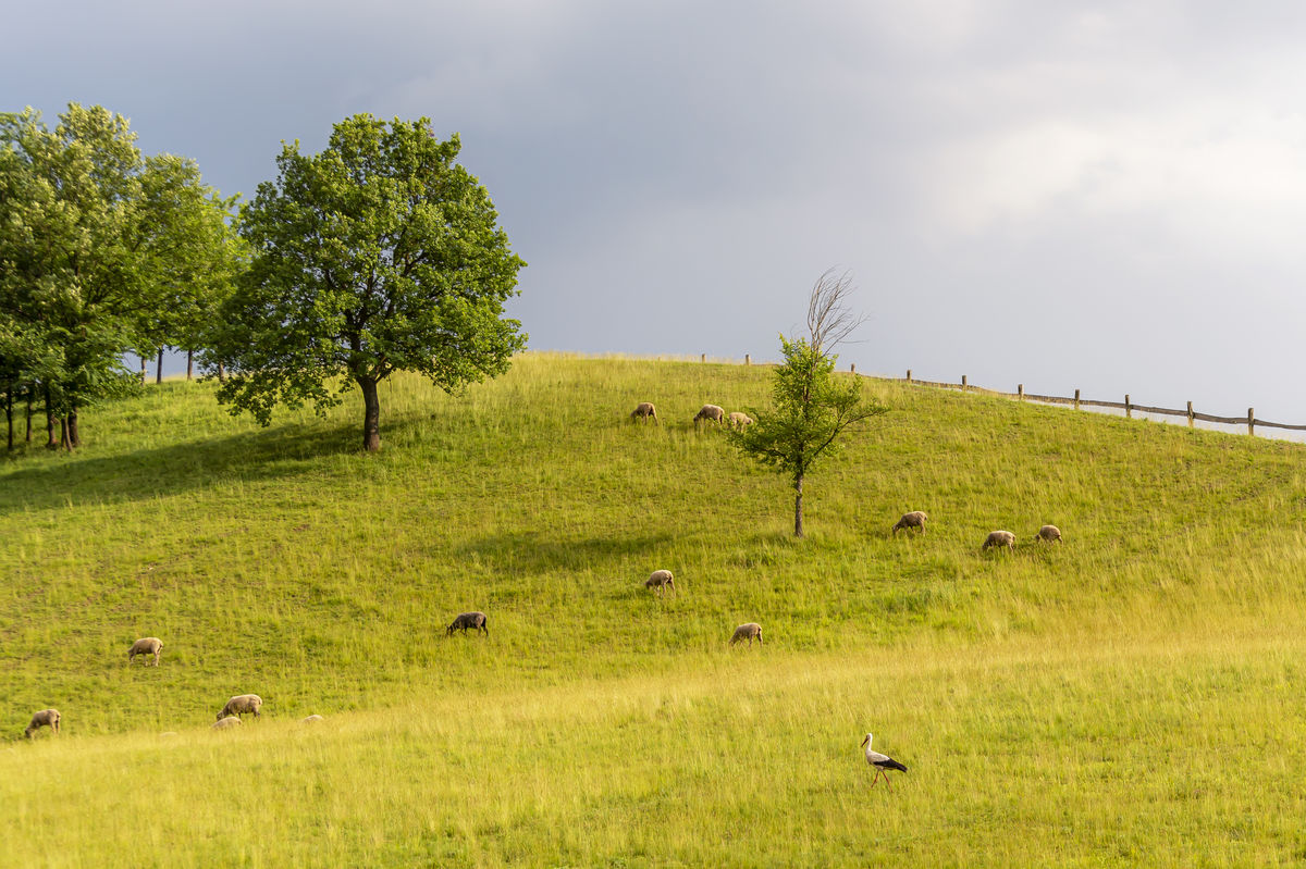 Gaál Zoltán Péter