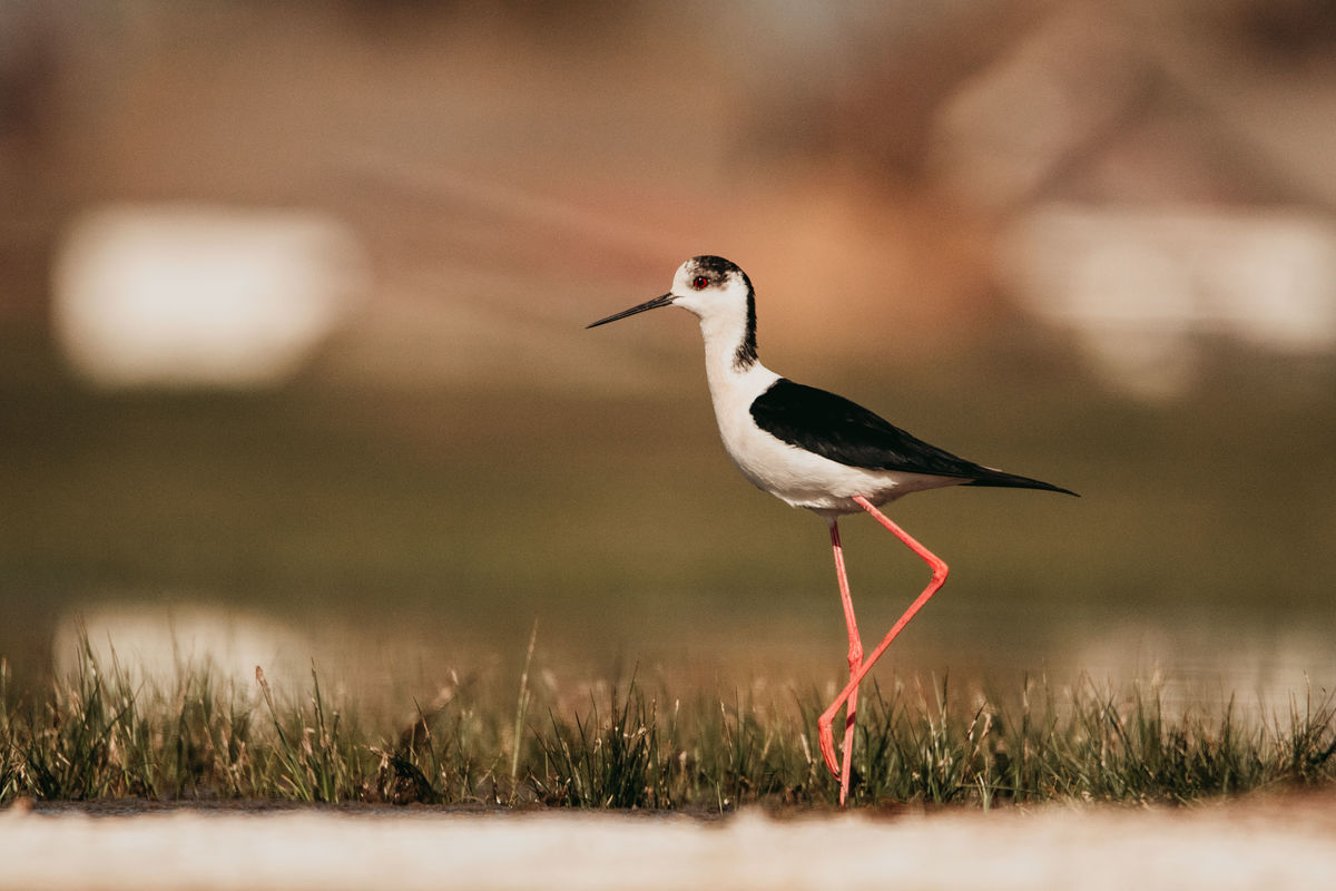 Gémné Kovács Anita
