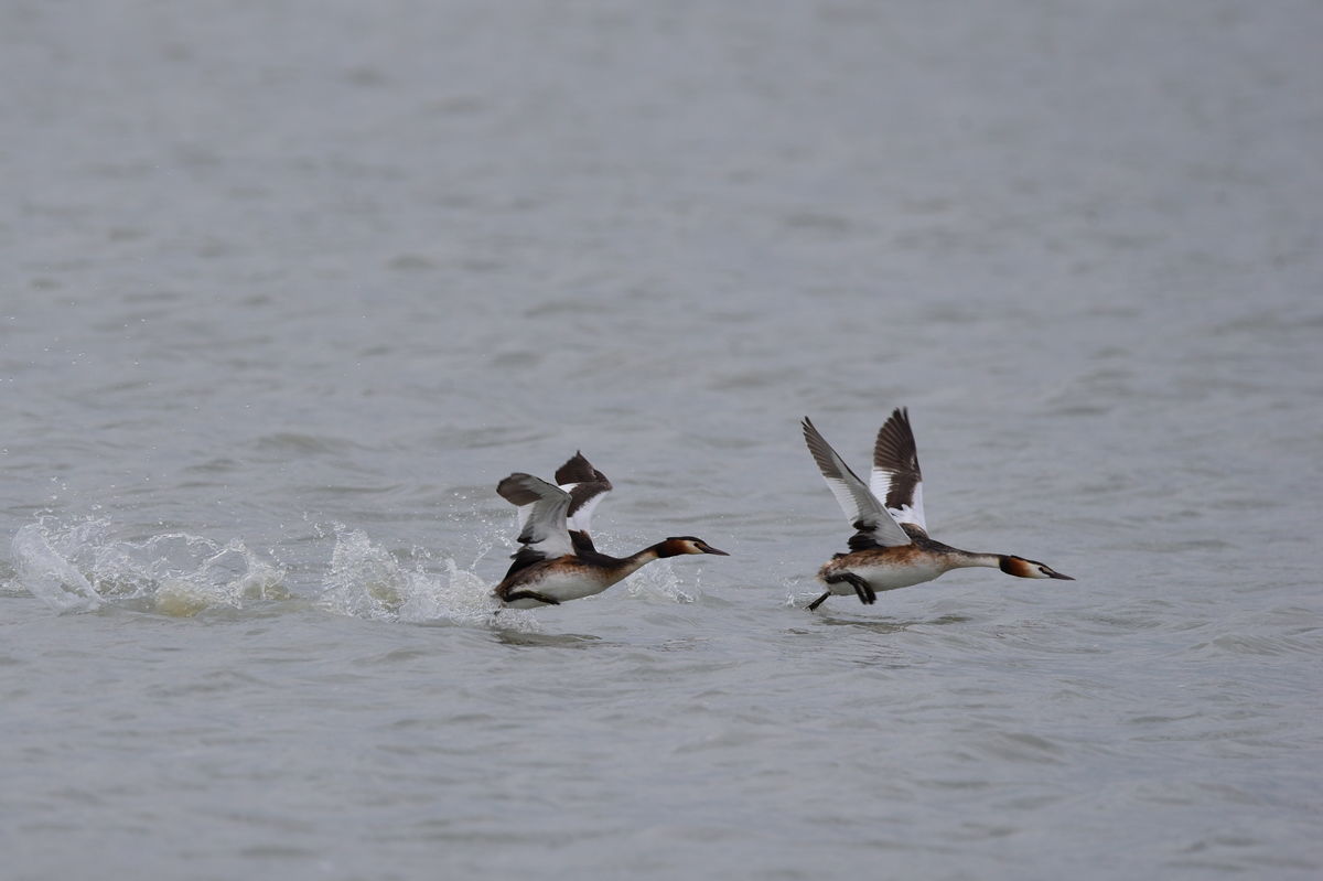 Dr. Rátkainé Kádár Andrea
