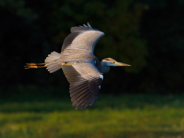Napkeltében vitorlázó