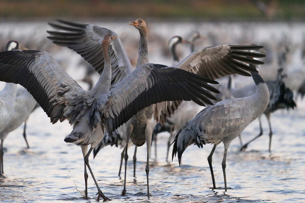 Egy kis nézeteltérés