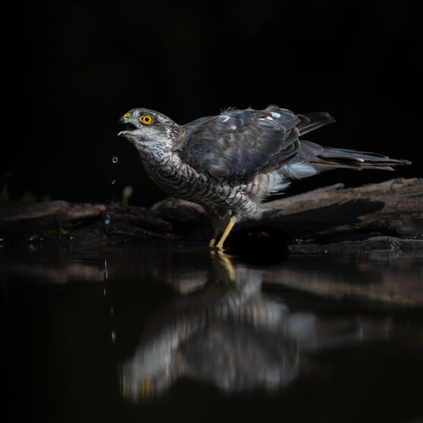 Minden csepp számít...