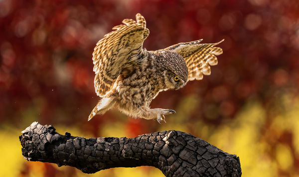 Az ősz színeivel érkezem