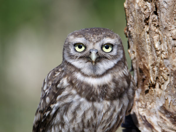 Nézz mélyen a szemembe!