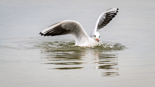 Csak egy falat halat!