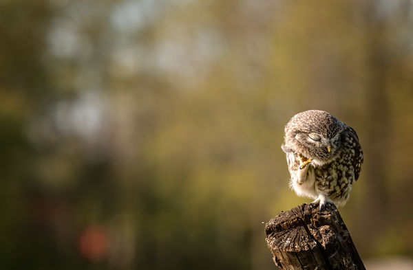 Megvakarom a fülem mögött is!