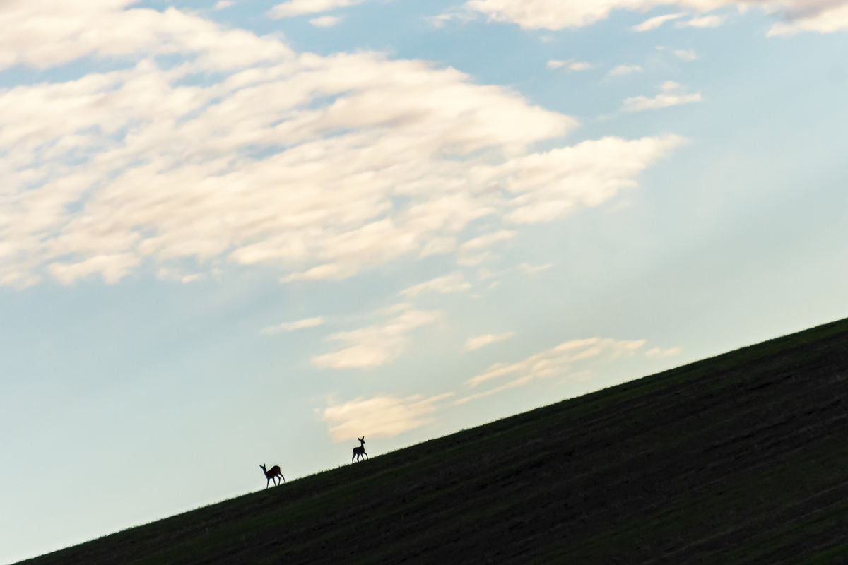 Gaál Zoltán Péter