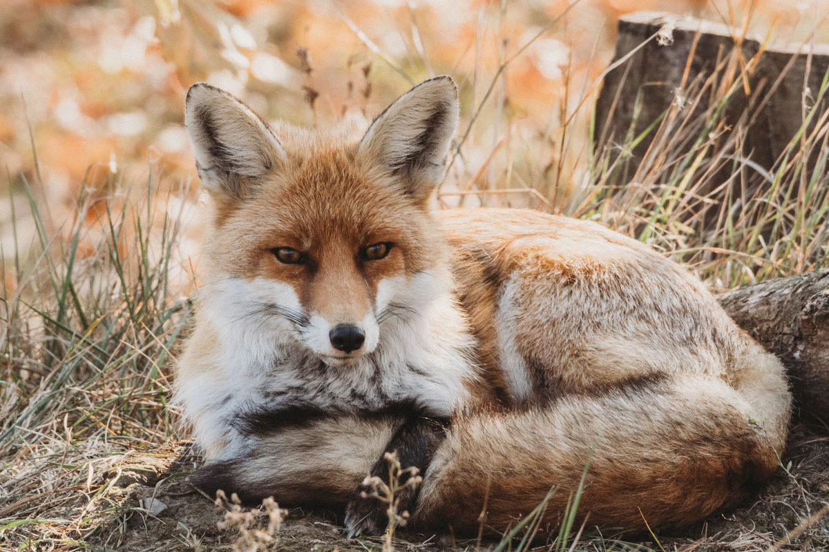 Gémné Kovács Anita