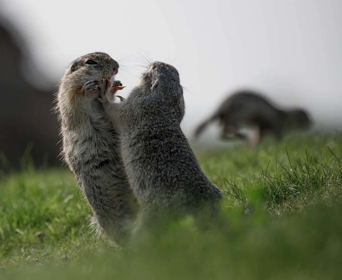 Gyenti-Kálvin Kinga