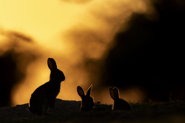 Naplemetében fülelők