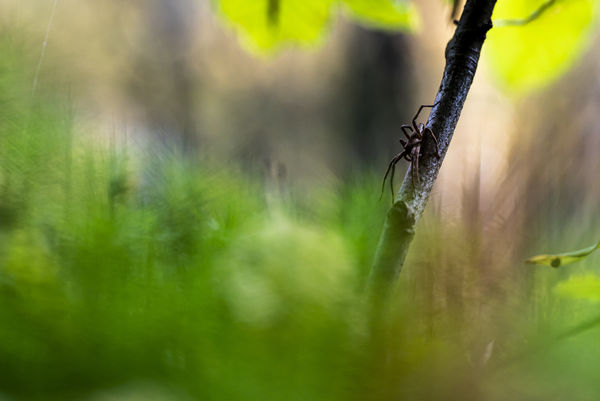 A tőzegláp lakója
