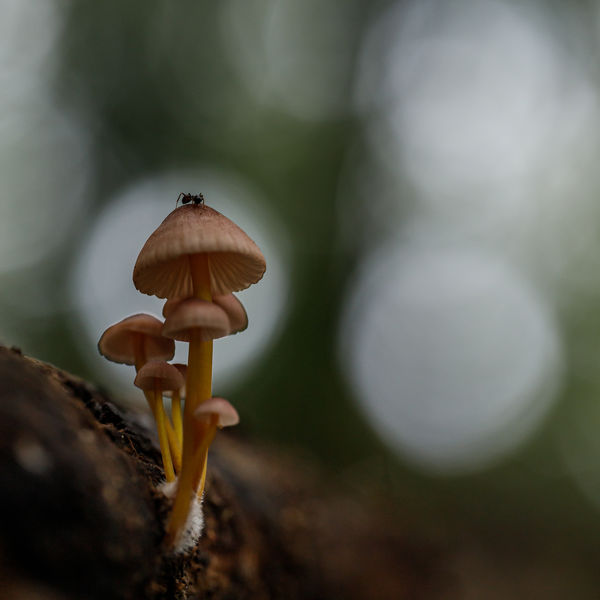 A gomba tetején