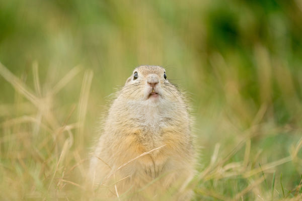 érzem még az ízét a számban