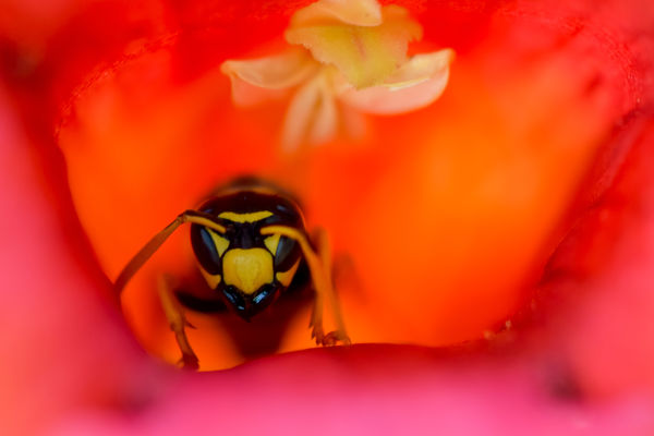 Virágkehely vendége