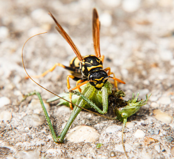 A darázs és a szöcske