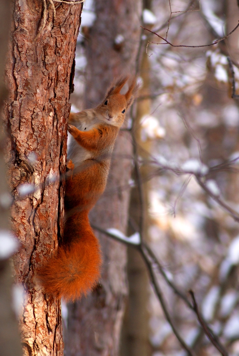 Laczkó-Magyar György