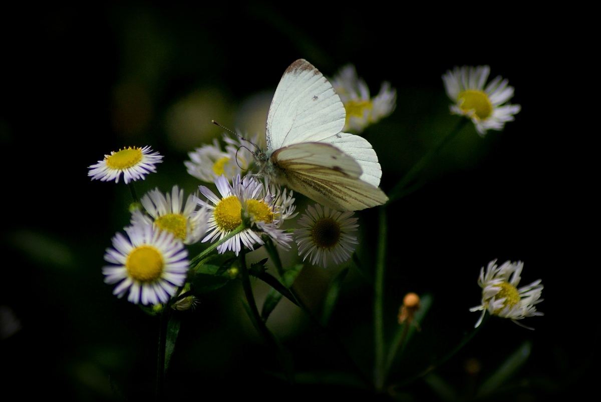 Laczkó-Magyar György