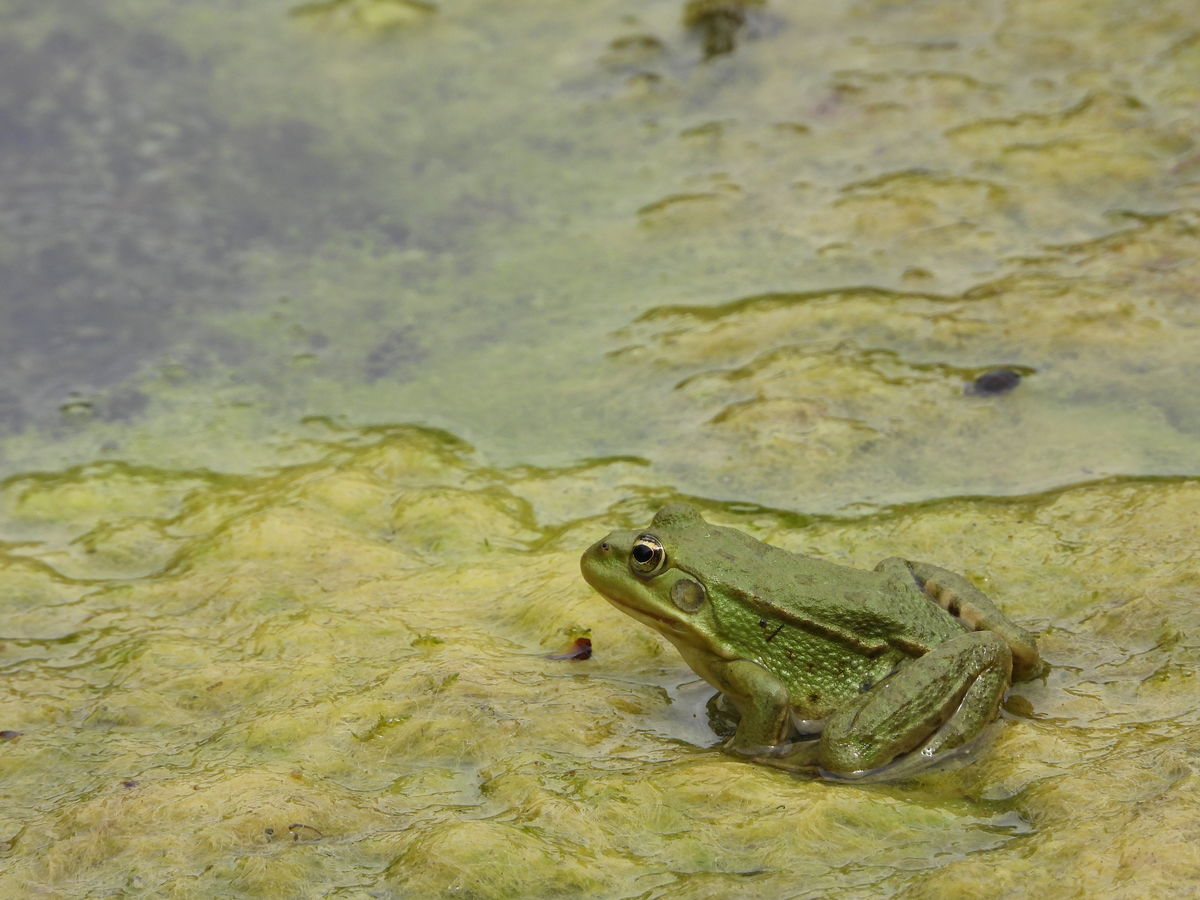 Kónya Máté Bertalan
