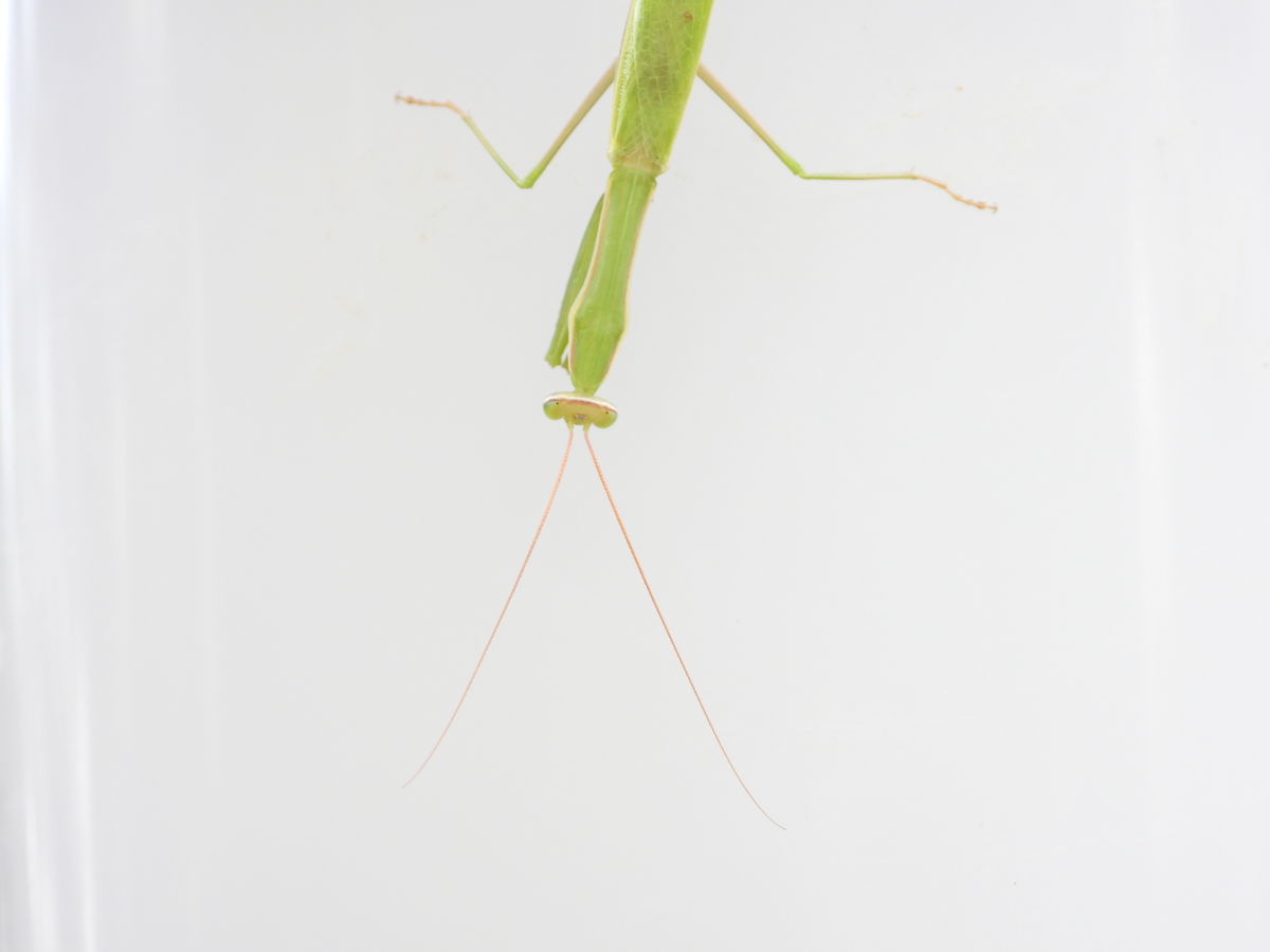 Kónya Máté Bertalan