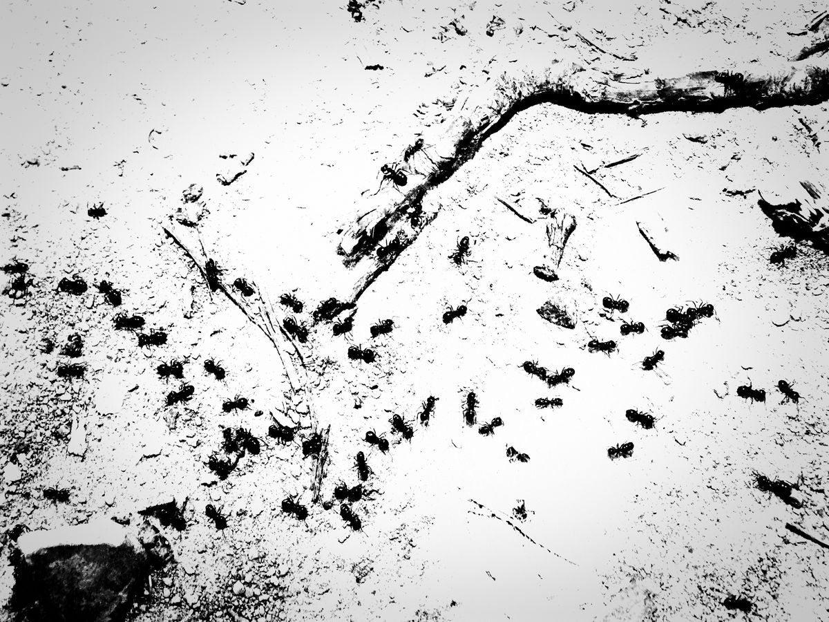 Kónya Máté Bertalan