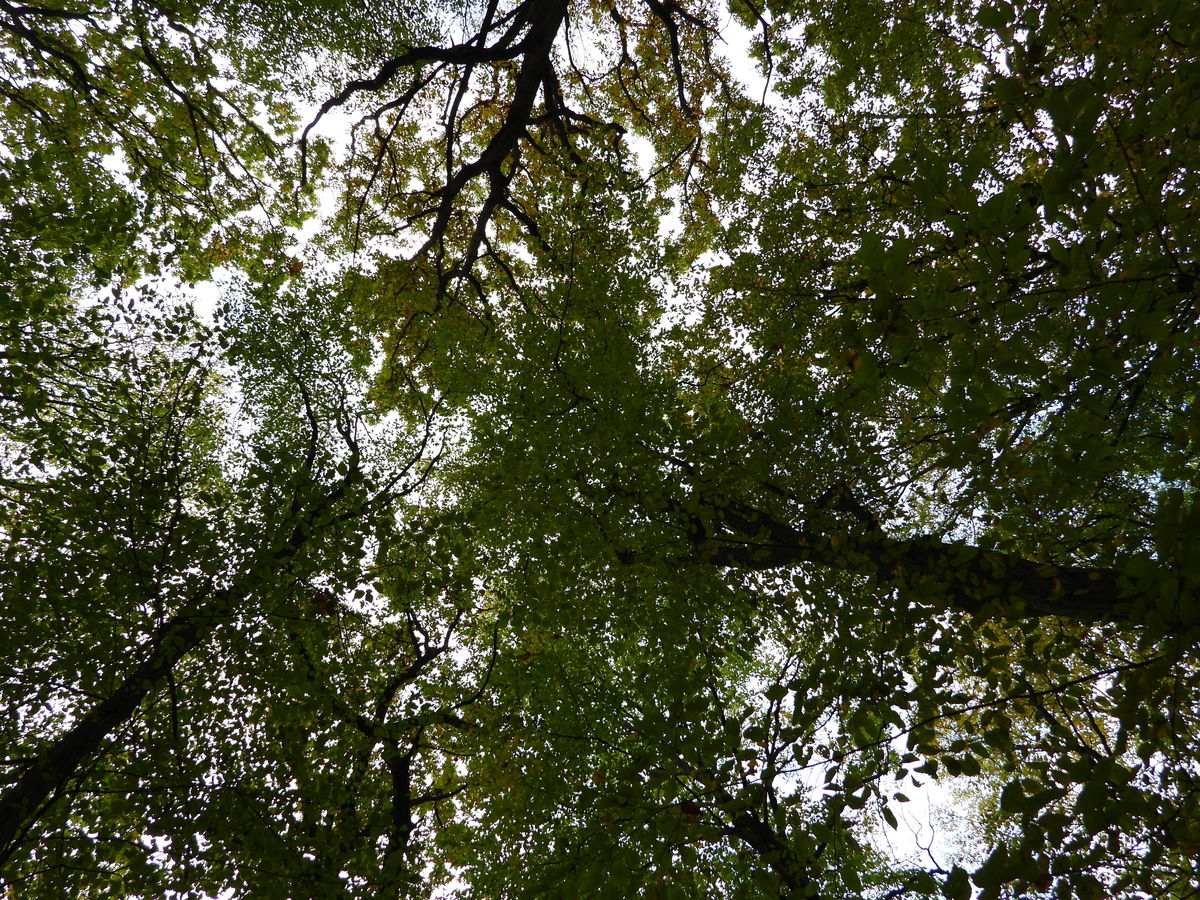 Kónya Máté Bertalan