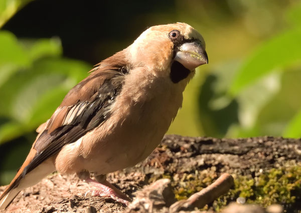 Én vagyok a meggyvágó, hát te ki vagy?