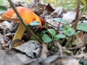 (volt)Szőlőssy halom ,Szolnok