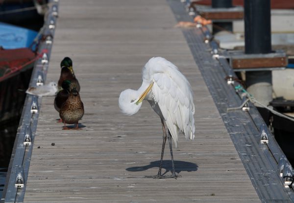 Tollászkodás a kikötőben