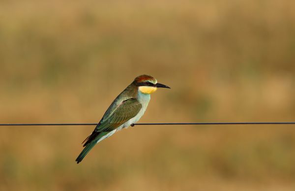 Gyurgyalag a kerítésen