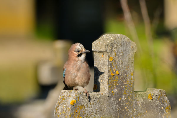 Mátyás madár a kereszten