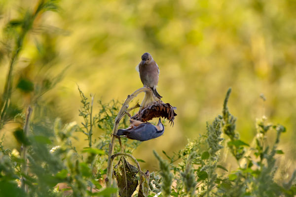 Erdei pinty és csuszka reggelije