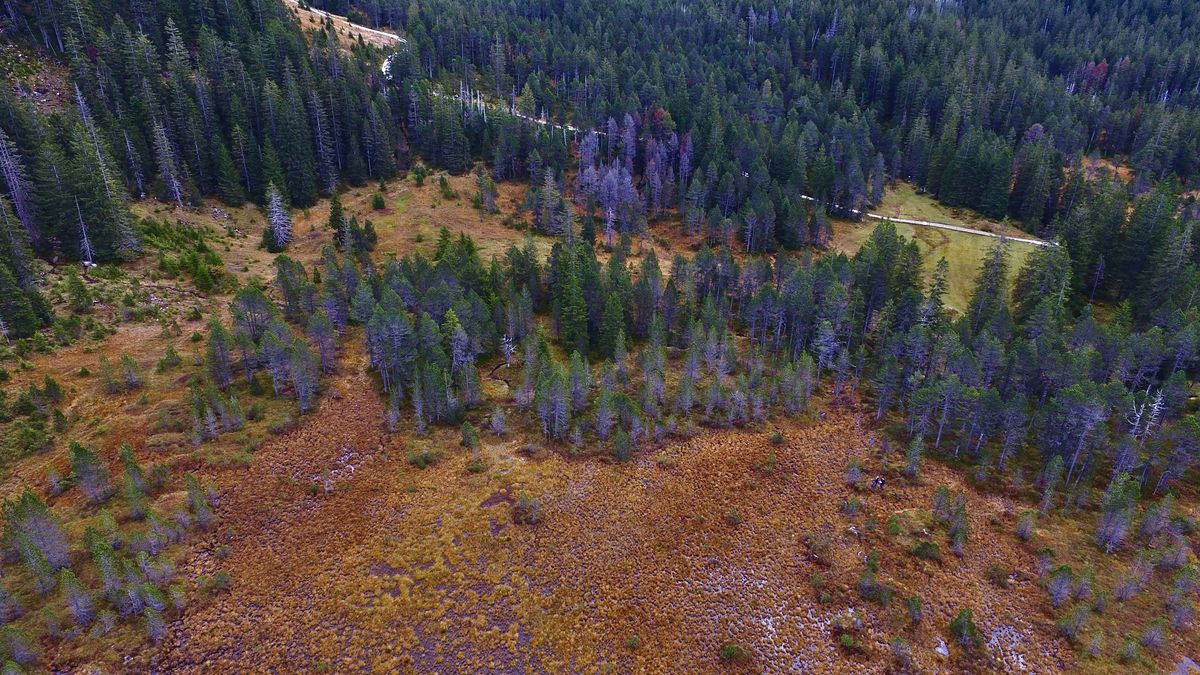 Presztolánszky Ágnes