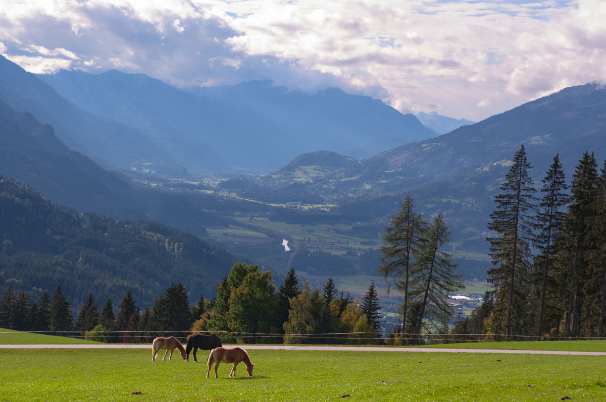 Gárdonyi Annamária