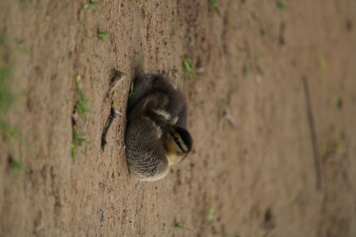 Seres Ádám Zoltán