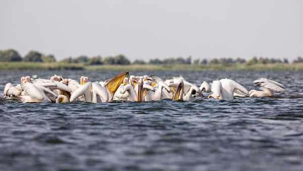 Halászati szövetkezet