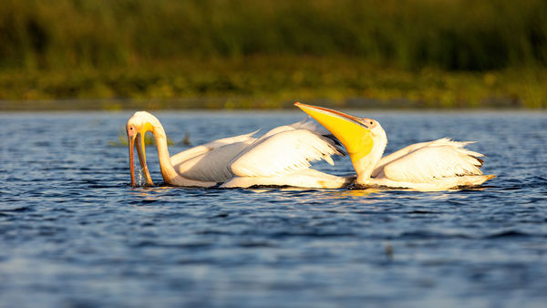 A halászat fázisai