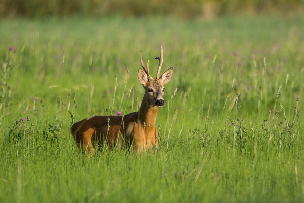 Nász idején kíváncsian.