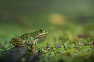 A tó királya A tó királya