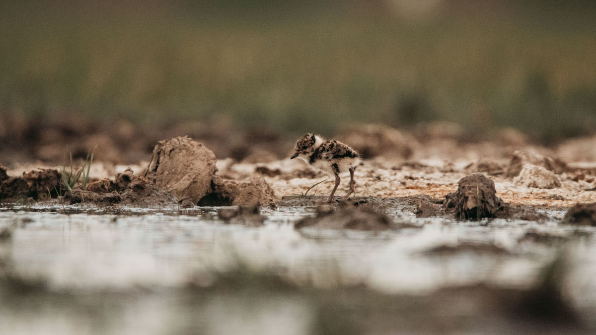 Gémné Kovács Anita