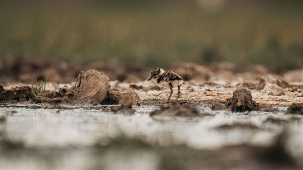 Egy bíbicfióka szemével- Hatalmas rögök a szikesen