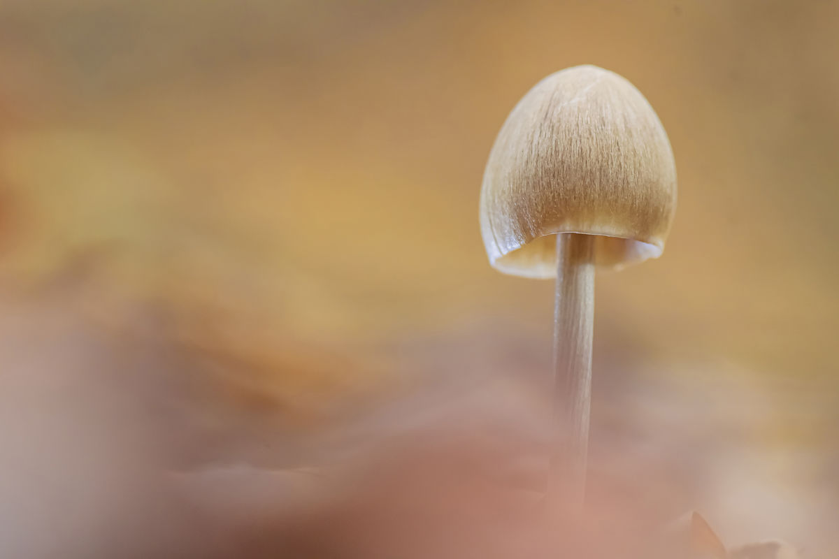 Gaál Zoltán Péter