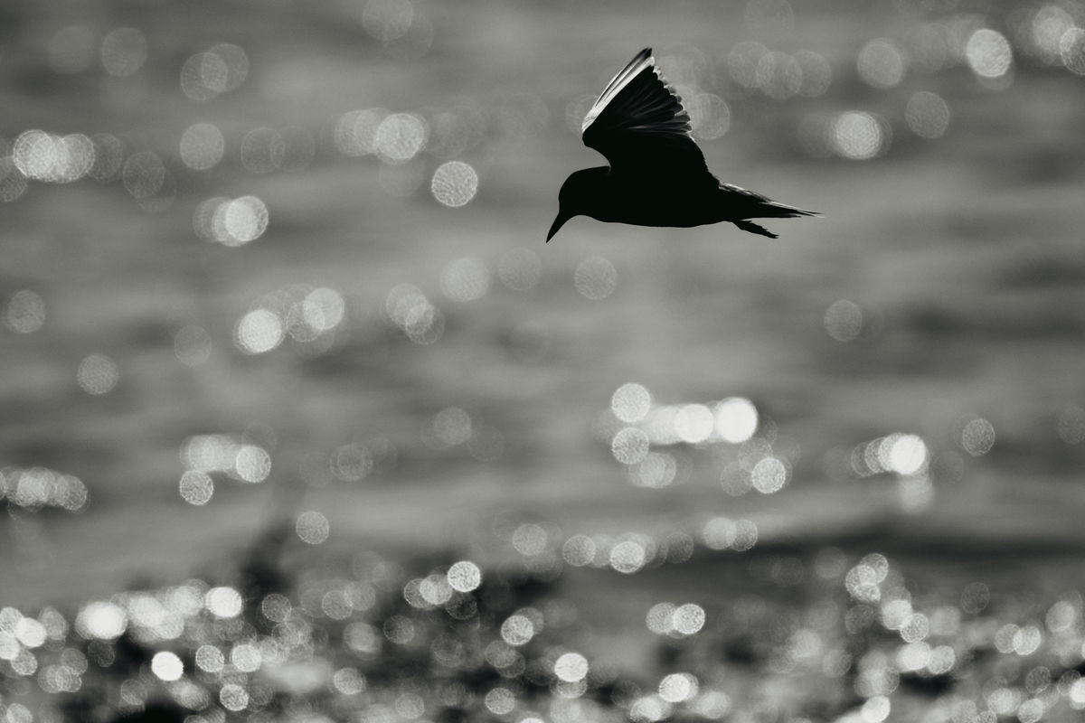 Gémné Kovács Anita