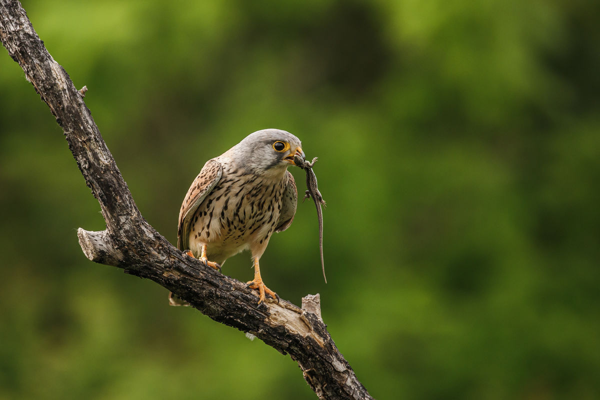 Gyenti-Kálvin Kinga