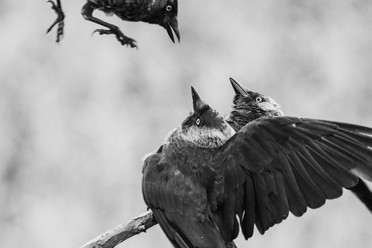 Gémné Kovács Anita