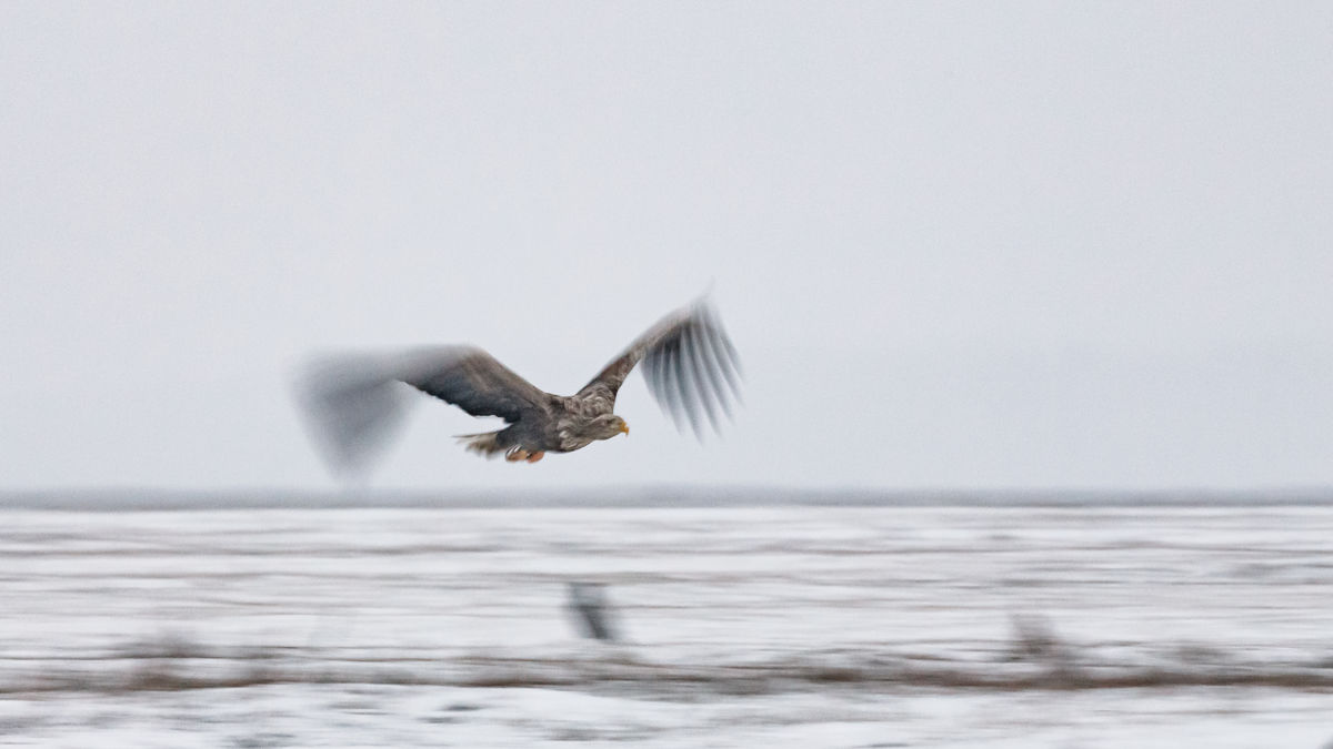 Gyenti-Kálvin Kinga