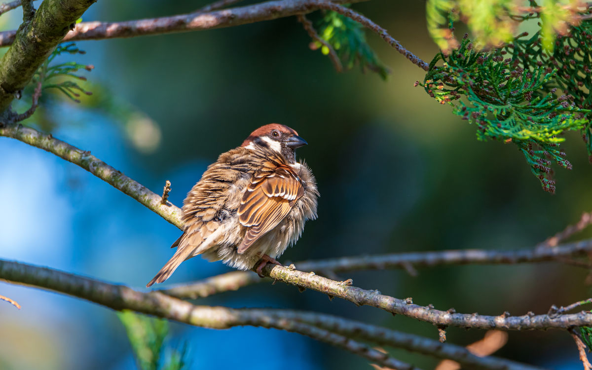 Benke Péter Valentin