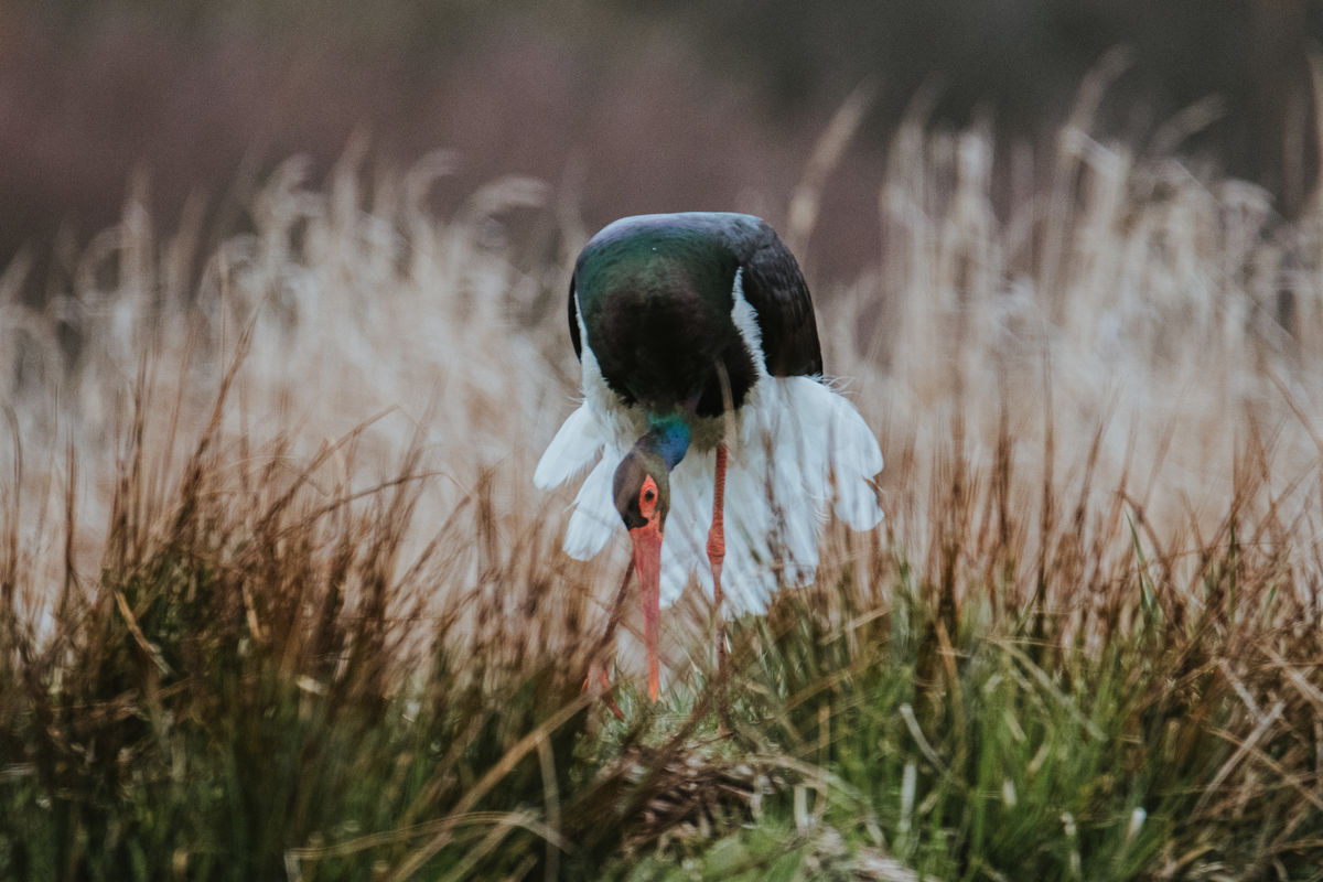 Gémné Kovács Anita