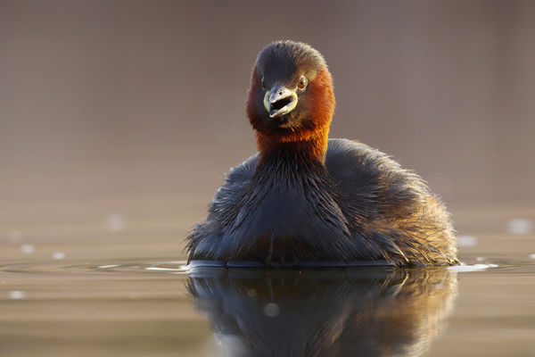 Tillárom, tillárom