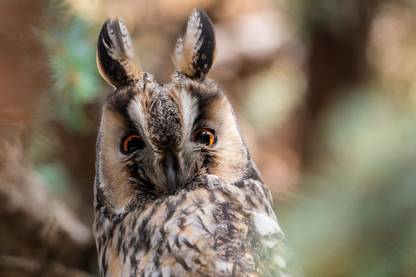 Borostyáan tekintet