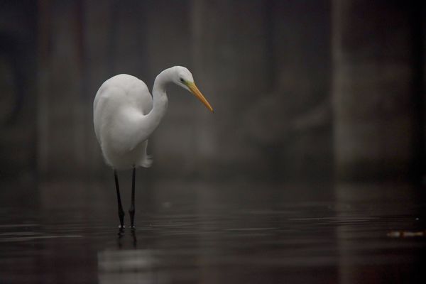 A névtelen kikötő lakója